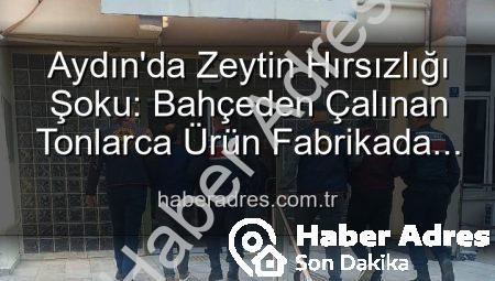 Aydın’da Zeytin Hırsızlığı Şoku: Bahçeden Çalınan Tonlarca Ürün Fabrikada Yakalandı!