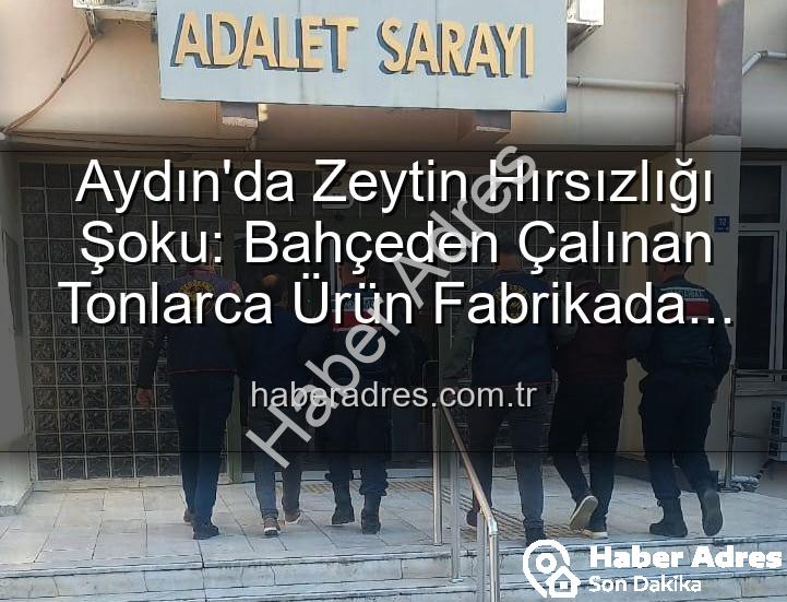 zeytin hırsızlığı - Aydın'da Zeytin Hırsızlığı Şoku: Bahçeden Çalınan Tonlarca Ürün Fabrikada Yakalandı!