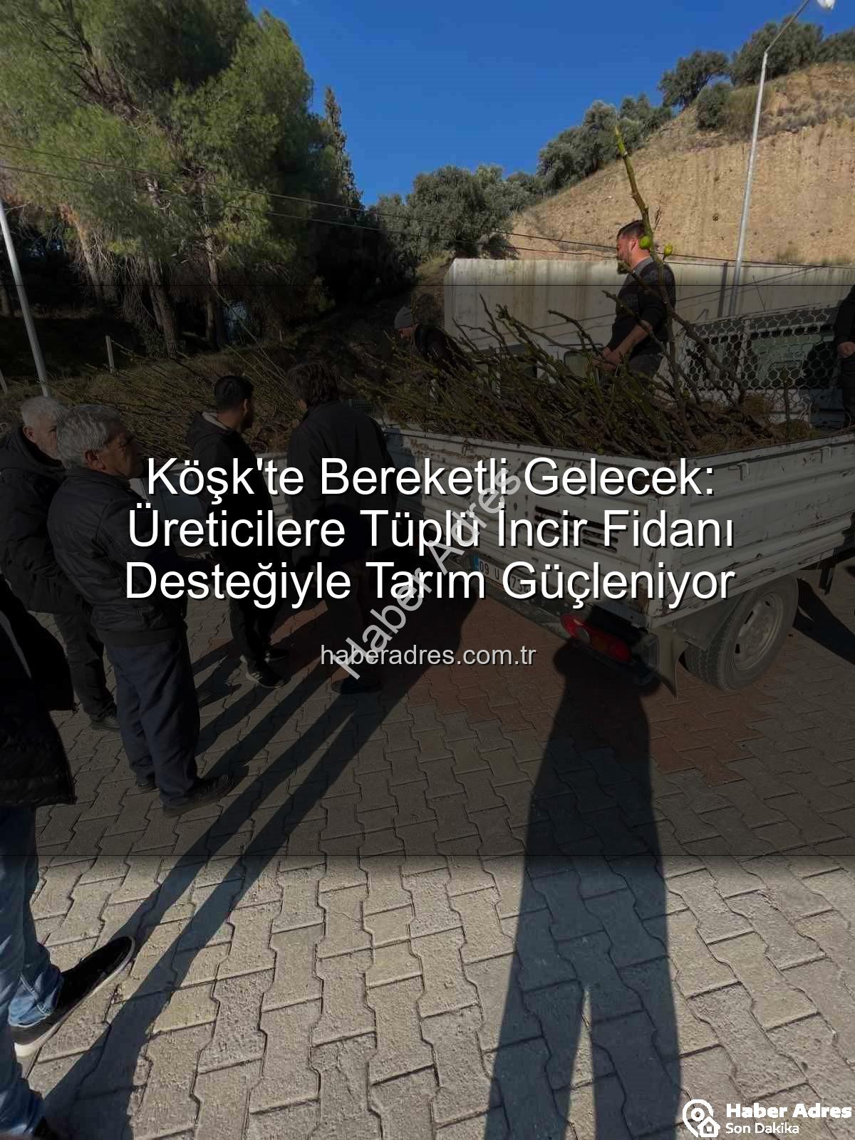 tüplü incir fidanı - Köşk'te Bereketli Gelecek: Üreticilere Tüplü İncir Fidanı Desteğiyle Tarım Güçleniyor