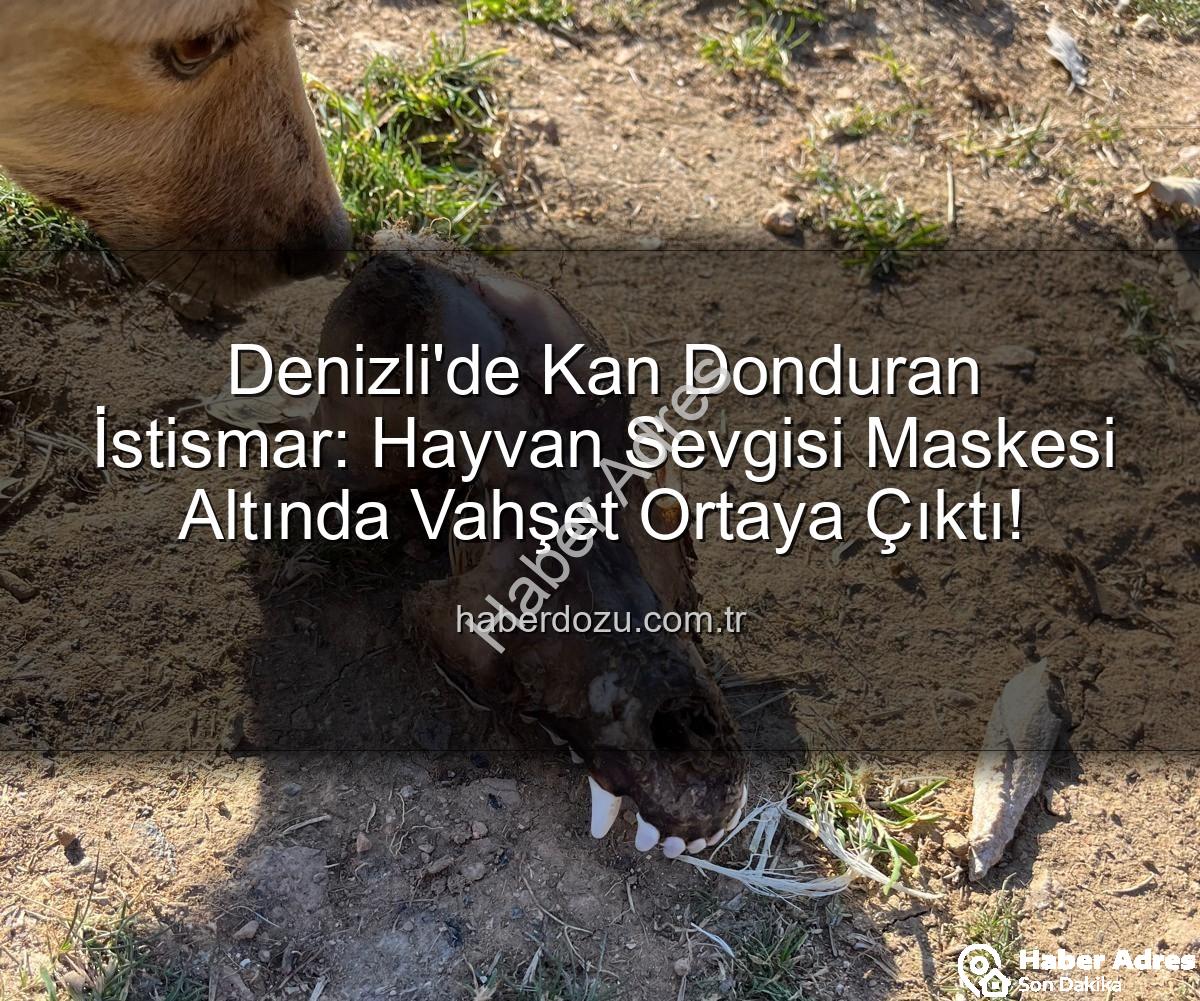 hayvan istismarı - Denizli'de Tüyler Ürperten İstismar: Köpekler Açlıktan Birbirini Yedi, Bağışlar Kayıp!