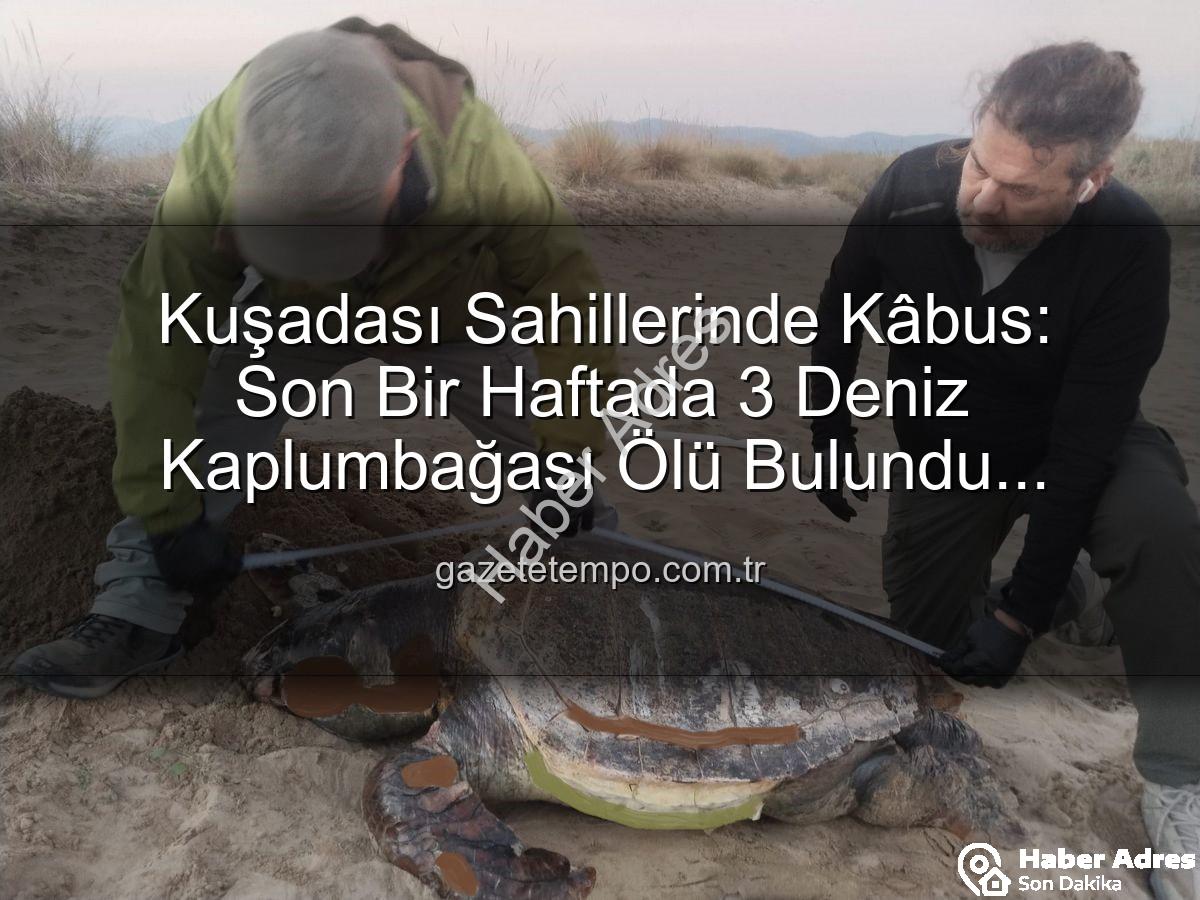 deniz kaplumbağası ölümleri - Kuşadası Sahillerinde Şok Eden Kayıp: Bir Haftada 3 Deniz Kaplumbağası Ölü Bulundu
