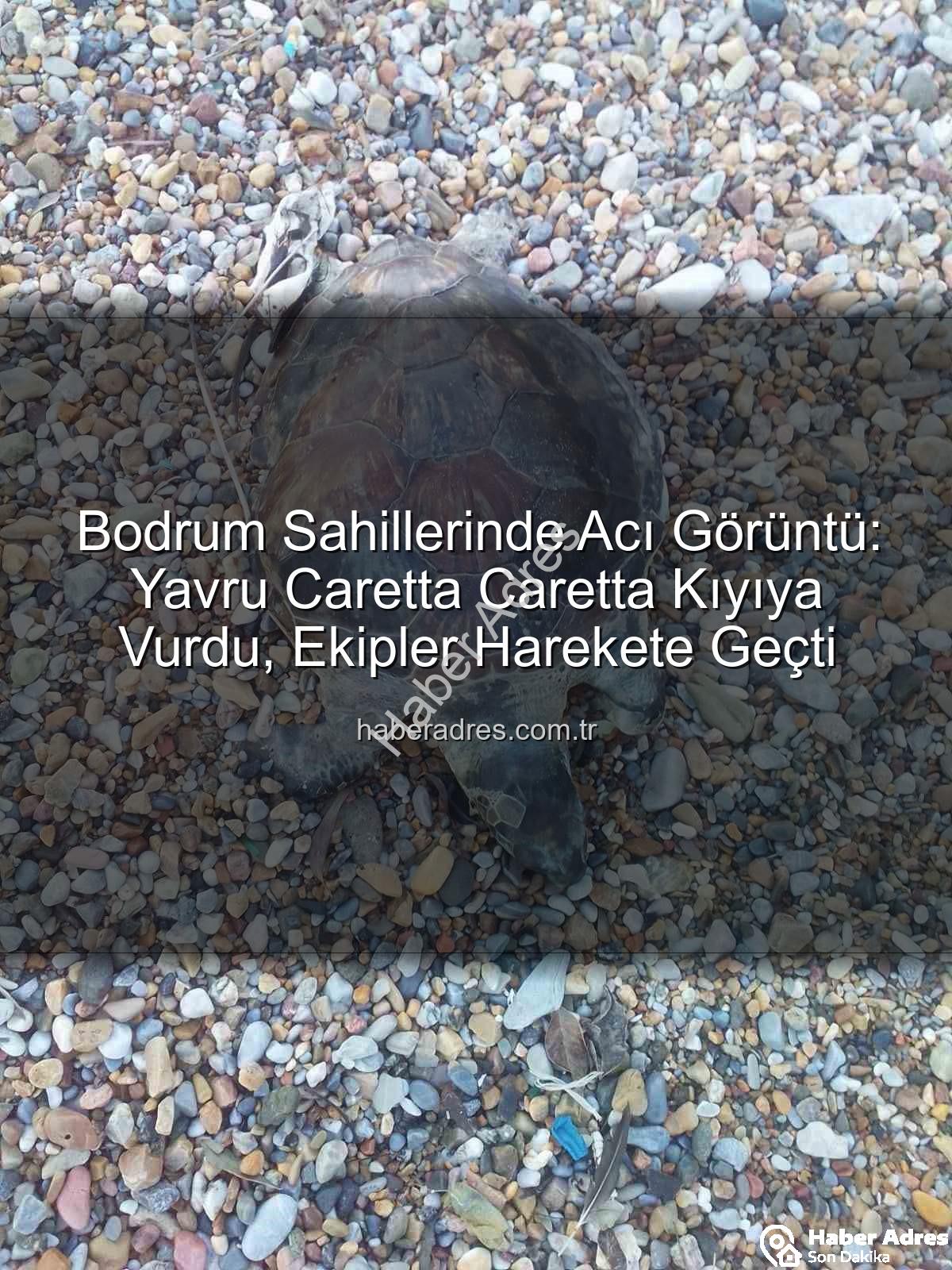 yavru caretta caretta - Bodrum Sahillerinde Acı Görüntü: Yavru Caretta Caretta Kıyıya Vurdu, Ekipler Harekete Geçti