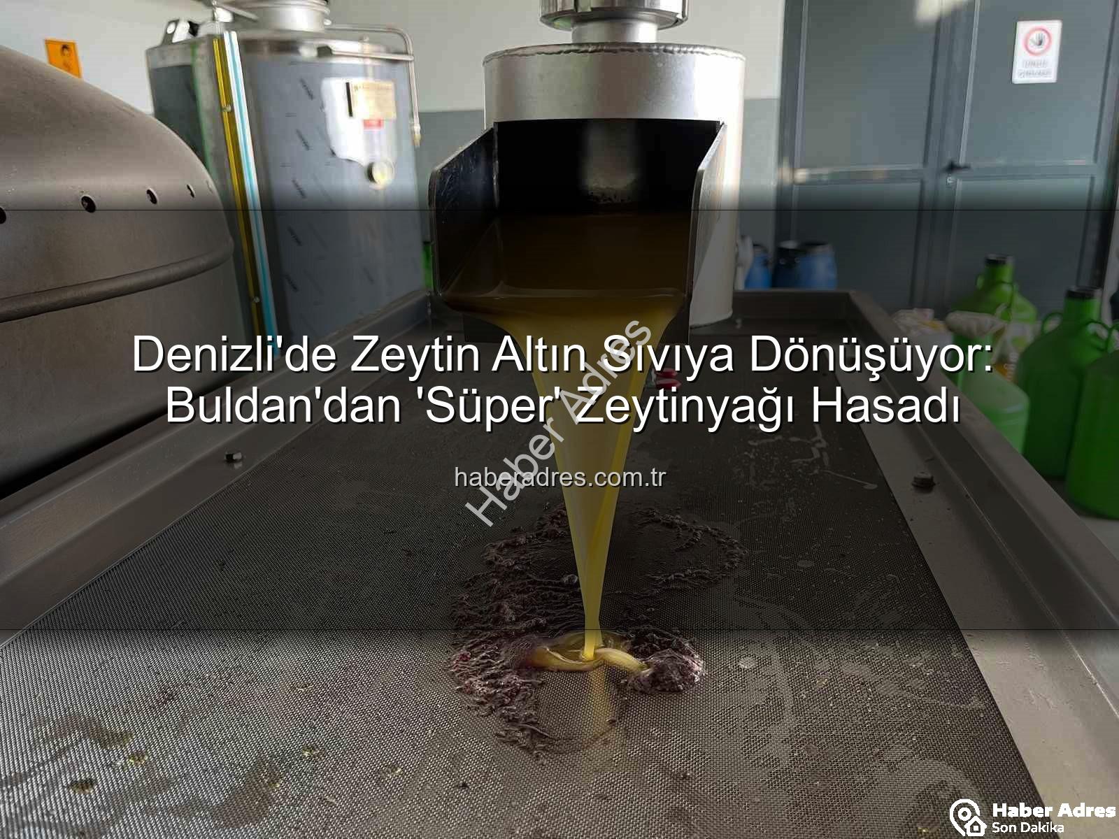 Denizli zeytinyağı - Denizli'de Zeytin Altın Sıvıya Dönüşüyor: Buldan'dan 'Süper' Zeytinyağı Hasadı