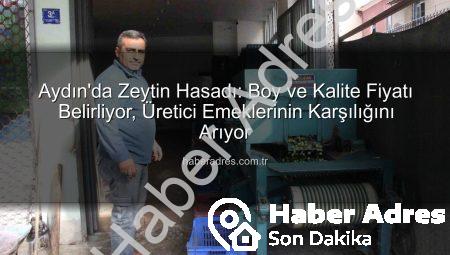 Aydın’da Zeytin Hasadı: Boy ve Kalite Fiyatı Belirliyor, Üretici Emeklerinin Karşılığını Arıyor