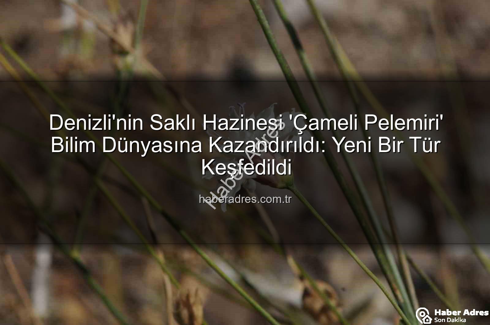 Çameli pelemiri - Denizli'nin Saklı Hazinesi 'Çameli Pelemiri' Bilim Dünyasına Kazandırıldı: Yeni Bir Tür Keşfedildi