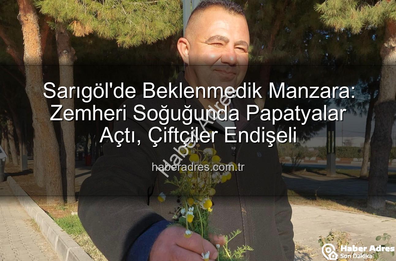 Sarıgöl'de papatyalar - Sarıgöl'de Beklenmedik Manzara: Zemheri Soğuğunda Papatyalar Açtı, Çiftçiler Endişeli