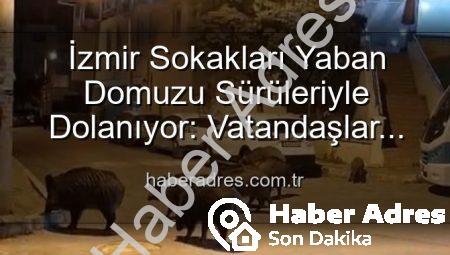 İzmir Sokakları Yaban Domuzu Sürüleriyle Dolanıyor: Vatandaşlar Tedirgin, Yetkililere Çağrı Var