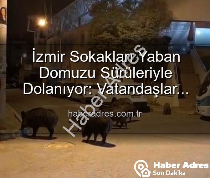 yaban domuzu - İzmir Sokakları Yaban Domuzu Sürüleriyle Dolanıyor: Vatandaşlar Tedirgin, Yetkililere Çağrı Var